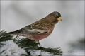 Brown-capped-Rosy-Finch;Finch;Leucosticte-tephrocotis;one-animal;close-up;color-